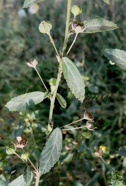  A branch with leaves, stipules and fruits